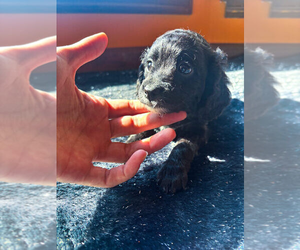 Medium Photo #12 Cavapoo (Miniature) Puppy For Sale in SPRING HILL, TN, USA