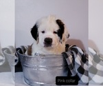 Small Photo #1 Saint Bernard Puppy For Sale in ONONDAGA, MI, USA