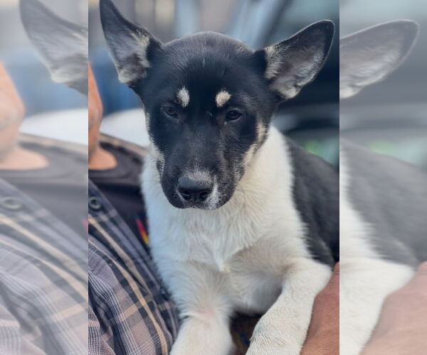 Medium Photo #2 Anatolian Shepherd-Unknown Mix Puppy For Sale in Dana Point, CA, USA