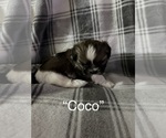 Puppy Coco Shih Tzu