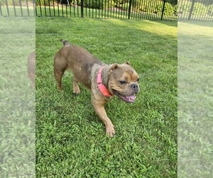 American Pit Bull Terrier-Bulldog Mix Dogs for adoption in Belleville, MI, USA