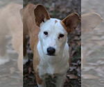 Small #1 Mutt