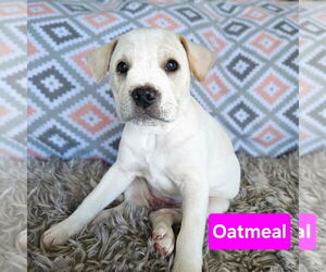 Mutt Dogs for adoption in Duluth, MN, USA