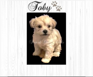 Poodle (Toy)-Yorkshire Terrier Mix Puppy for sale in RILLTON, PA, USA