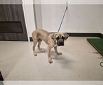 Small Bullmastiff Mix