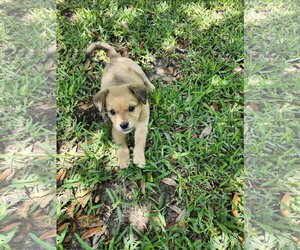 Labrador Retriever-Unknown Mix Dogs for adoption in The Woodlands, TX, USA