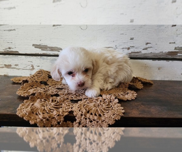 Medium Photo #5 Mal-Shi-Poodle (Miniature) Mix Puppy For Sale in GREENWOOD, WI, USA