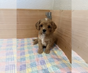 Cavapoo Puppy for Sale in ROCKLIN, California USA
