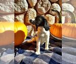 Puppy Fawn English Springer Spaniel