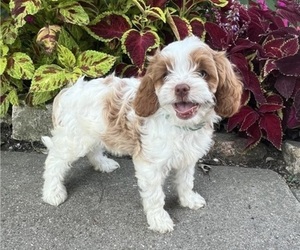 Medium Cavapoo (Miniature)