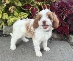 Puppy Striper Cavapoo (Miniature)