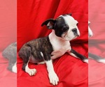 Small Photo #10 Faux Frenchbo Bulldog Puppy For Sale in WATERVLIET, NY, USA