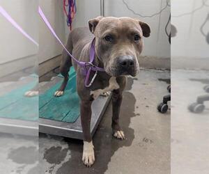 Mutt Dogs for adoption in Camarillo, CA, USA