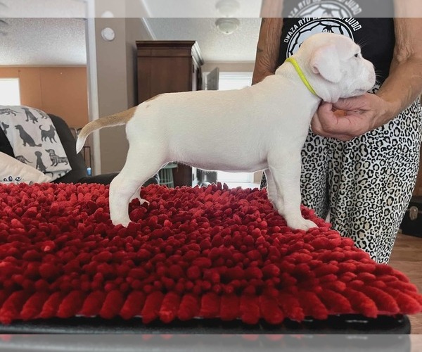 Medium Photo #13 American Staffordshire Terrier Puppy For Sale in BROOKSVILLE, FL, USA