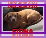 Small #24 Dachshund Mix