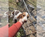 Puppy Puppy 3 Beagle