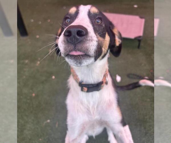 Medium Photo #4 Catahoula Leopard Dog-Unknown Mix Puppy For Sale in Rockwall, TX, USA