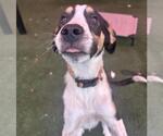 Small #3 Catahoula Leopard Dog Mix