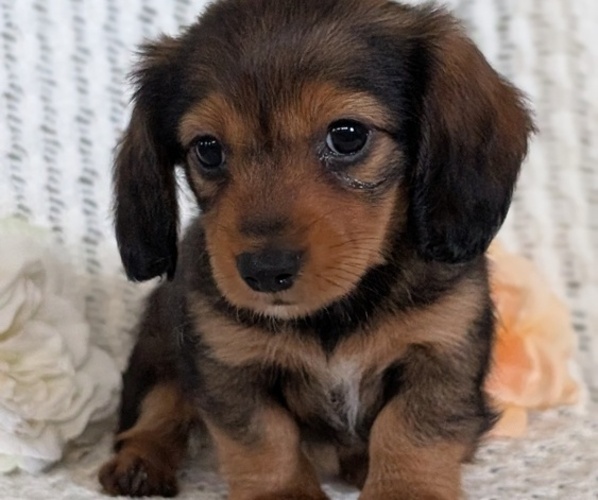 Medium Photo #5 Dachshund Puppy For Sale in GOSHEN, IN, USA