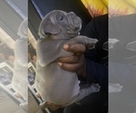 Small Photo #7 American Bully Puppy For Sale in MILLVILLE, NJ, USA