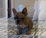 Small #2 French Bulldog
