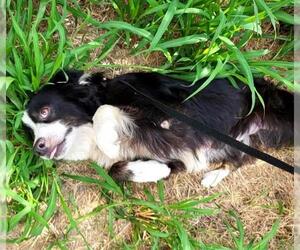 Border Collie Dogs for adoption in San Antonio, TX, USA
