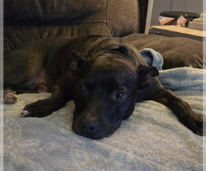 Mutt Dogs for adoption in Woodbury, NY, USA