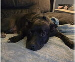 Small Mutt