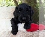 Puppy Mr Cream Collar Goldendoodle