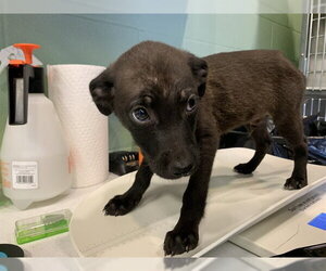 Labrador Retriever-Unknown Mix Dogs for adoption in Grand Prairie, TX, USA