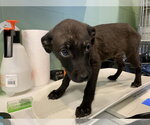 Small Labrador Retriever Mix