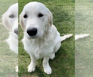 English Cream Golden Retriever Puppy for sale in HOWARDS GROVE, WI, USA