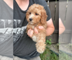 Small #2 Goldendoodle (Miniature)