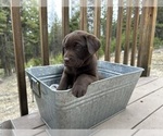 Small #39 Labrador Retriever