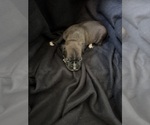 Puppy Puppy 5 Boxer