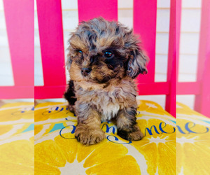 Cockapoo (Toy) Puppy for sale in BLUE SPRINGS, MO, USA