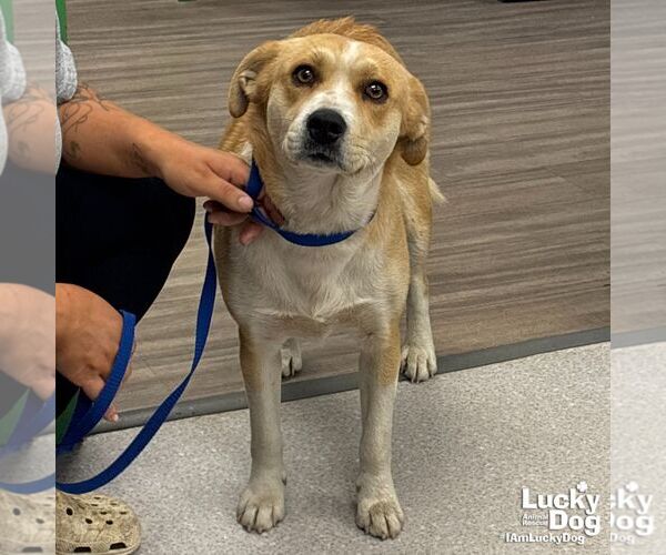 Medium Photo #2 Australian Shepherd-Retriever  Mix Puppy For Sale in Washington, DC, USA