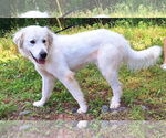 Small #1 Great Pyrenees Mix