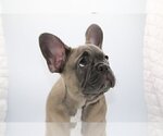 Small Photo #3 French Bulldog Puppy For Sale in DEEPHAVEN, MN, USA
