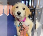 Small #2 Mutt