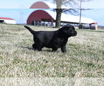 Small Photo #1 Labrador Retriever Puppy For Sale in WEST TERRE HAUTE, IN, USA