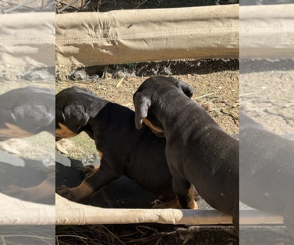 Medium Photo #32 Doberman Pinscher Puppy For Sale in RICHMOND, VA, USA