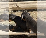 Small #31 Doberman Pinscher
