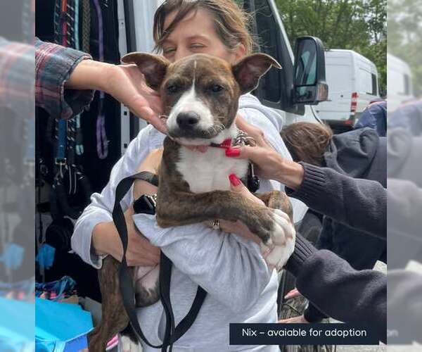 Medium Photo #13 American Pit Bull Terrier-Mountain Cur Mix Puppy For Sale in Oakhurst, NJ, USA