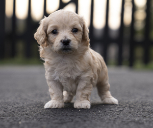 Bichpoo-Maltipoo Mix Puppy for sale in LEESBURG, VA, USA