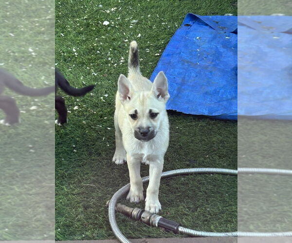 Medium Photo #1 Boxer-Unknown Mix Puppy For Sale in San Diego , CA, USA