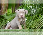 Puppy 2 American Bully