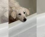 Small #7 Great Pyrenees Mix