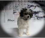 Small #19 Poodle (Toy)