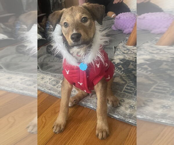 Medium Photo #1 Shepradors Puppy For Sale in Brewster, NY, USA